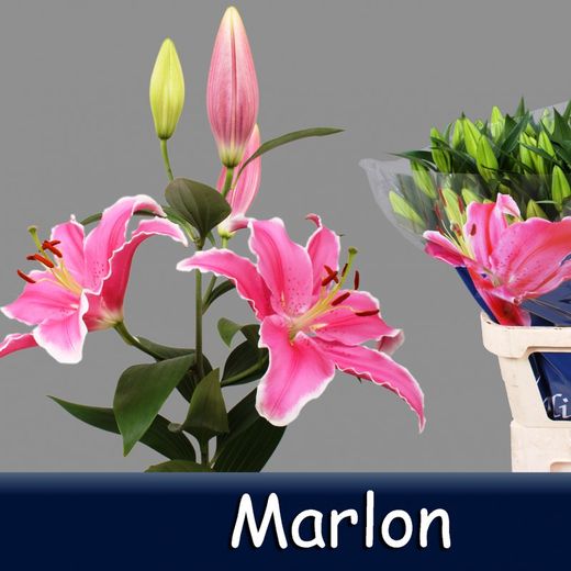 Lys Oriental Marlon