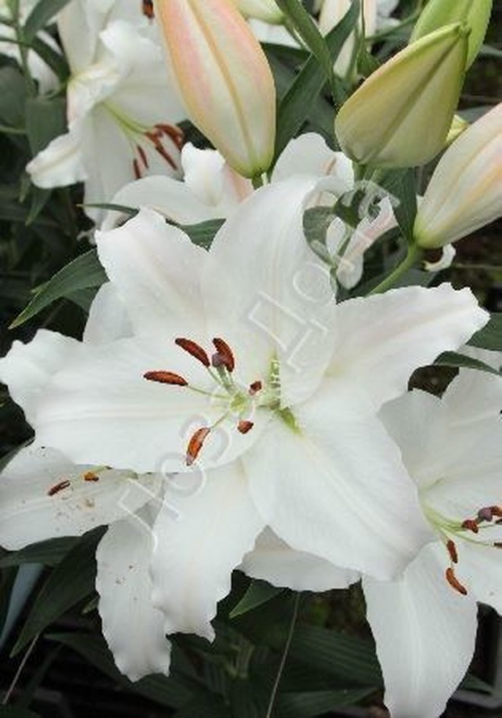 Lillium Oriental Nova Zembla — Floresfrescasonline