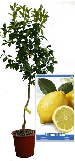 Limonero 4 Estaciones Eureka MPS