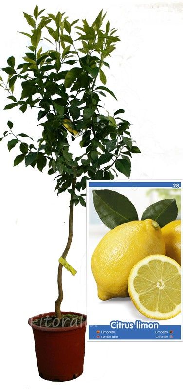 Limonero 4 Estaciones Eureka MPS