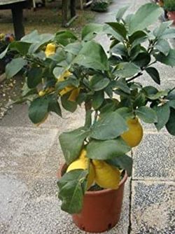 Limonero Enano