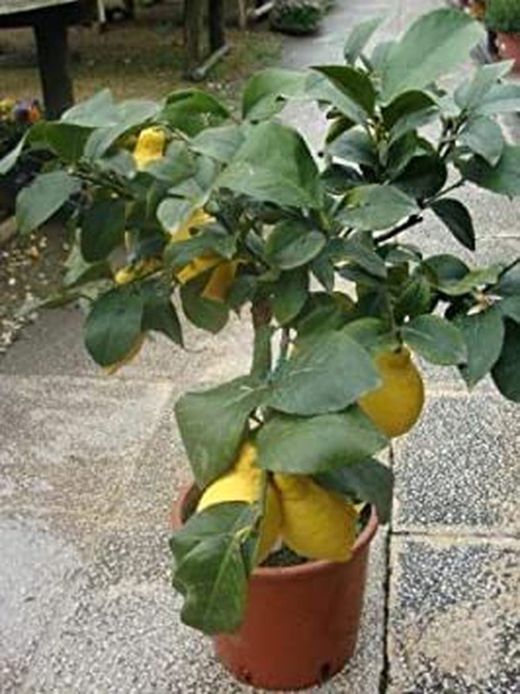 Limonero Enano