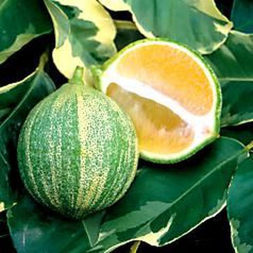 Limonero Enano Variegata (Exclusivo)
