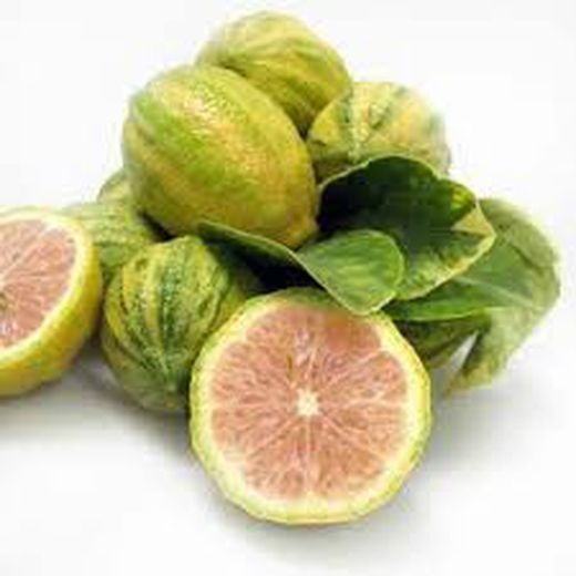 Limonero Enano Variegata (Exclusivo)