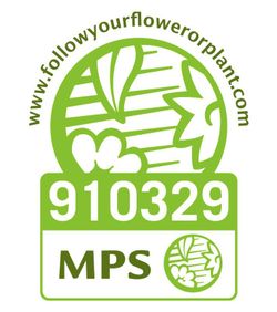 Llimoner Mà de Buda MPS