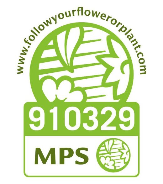 Llimoner Mà de Buda MPS