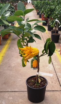 Llimoner Mà de Buda MPS