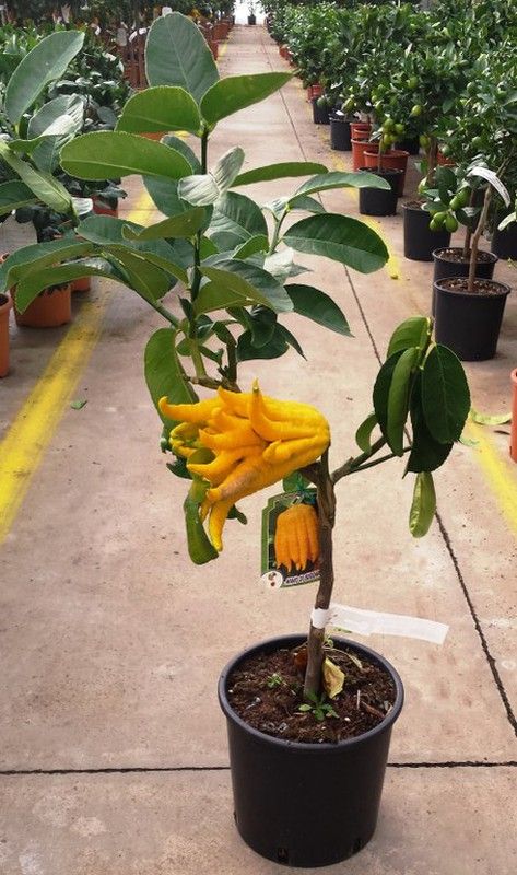 Llimoner Mà de Buda MPS