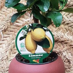 Limonero Mini Maceta cerámica