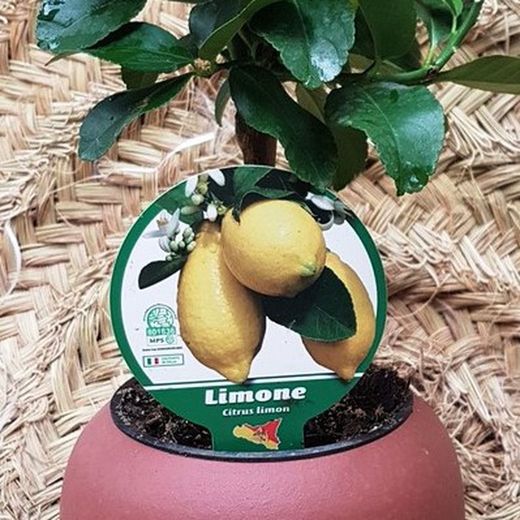 Limonero Mini Maceta cerámica