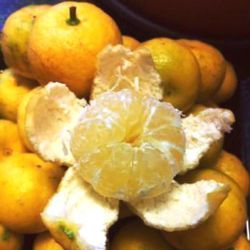 Limonero Pursha Enano