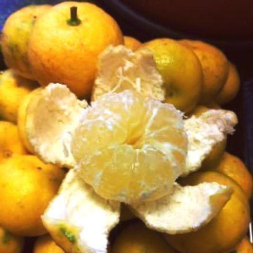 Limonero Pursha Enano