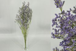 Limonium Preservado