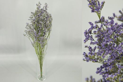 Limonium Preservado