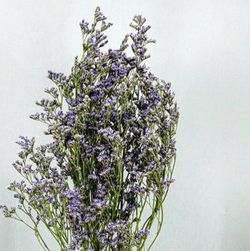 Limonium Preservado