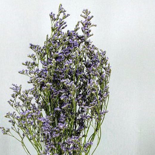 Limonium Preservado