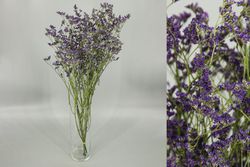 Limonium Preservado