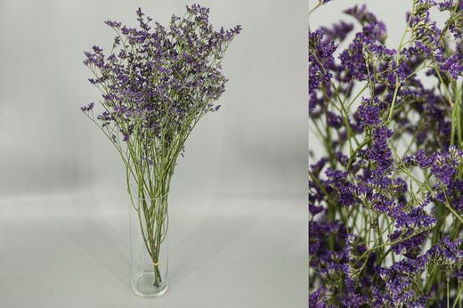 Limonium Preservado