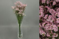 Limonium Sinensis Preservado