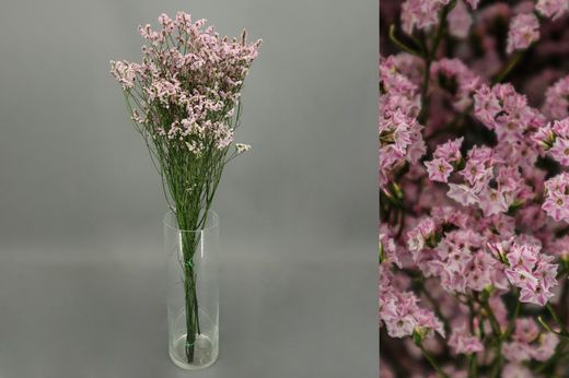 Limonium Sinensis Preservado