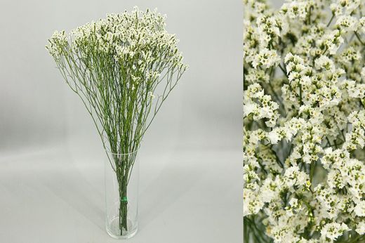 Limonium Sinensis Preservado