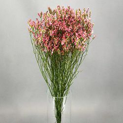Limonium Sinensis Preservado