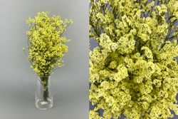 Limonium Sinensis Preservado