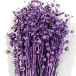 Lli Natural Sec i Colors