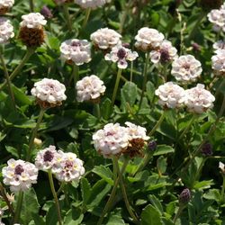 Lippia Nodiflora Caja 15 uds.