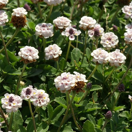 Lippia Nodiflora Caja 15 uds.