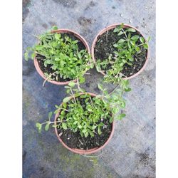 Lippia Nodiflora Caja 15 uds.