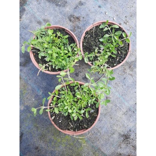 Lippia Nodiflora Caja 15 uds.