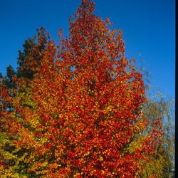Liquidambar Styraciflua