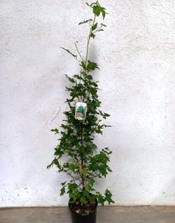 Liquidambar Styraciflua
