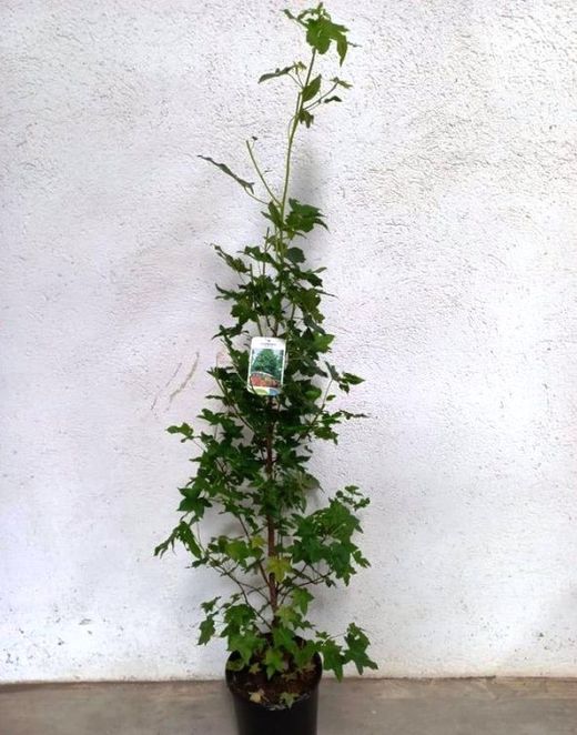 Liquidambar Styraciflua