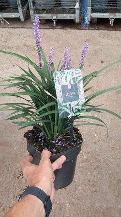 LIRIOPE MONEYMAKER