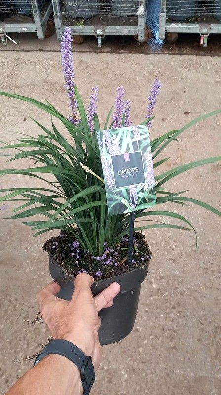 LIRIOPE MONEYMAKER