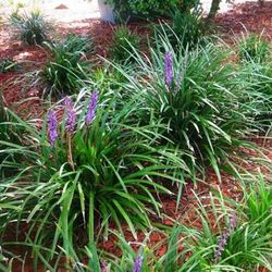 Liriope Muscari Caja 6 uds.
