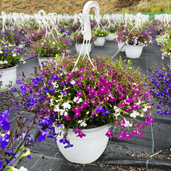 Lobelia Trixi