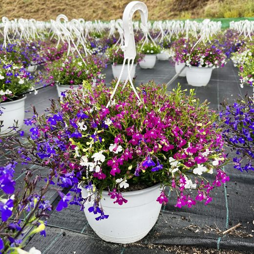 Lobelia Trixi