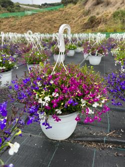 Lobelia Trixi