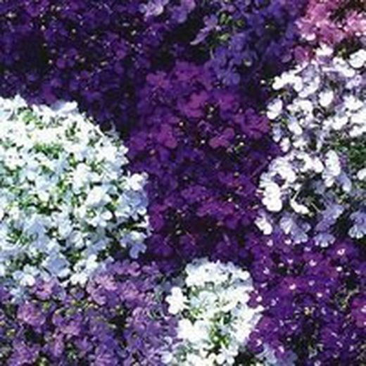 Lobelias Caja de 15 uds.