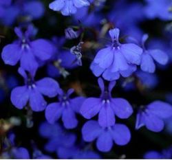 Lobelias Caixa de 15 unitats.
