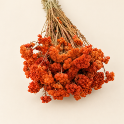 Lona seca naranja