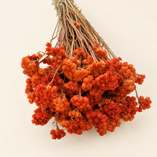 Lona seca naranja
