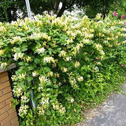 Lonicera Japónica Madreselva