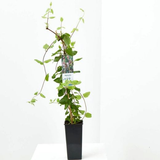 Lonicera Japónica Madreselva