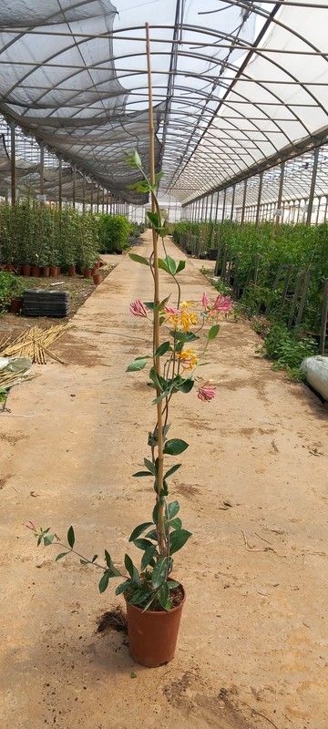 LONICERA PERICLYMENUM SEROTINA (BICOLOR) TUBO