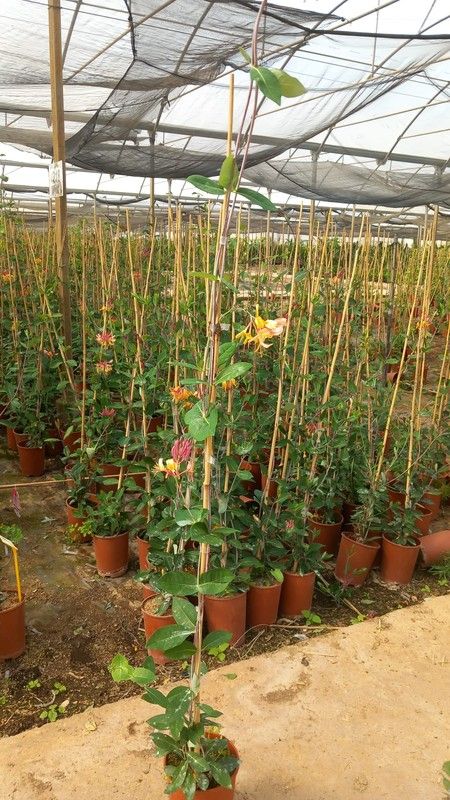 LONICERA PERICLYMENUM SEROTINA (BICOLOR) TUBO