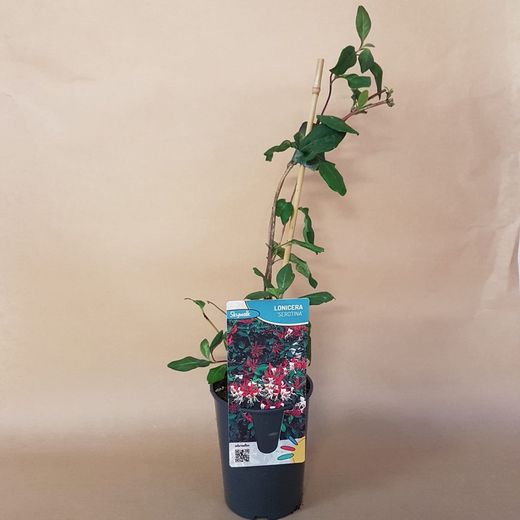 Lonicera serotina
